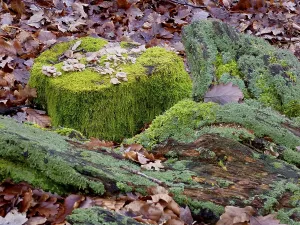 Old tree trunk overgrown with moss in deciduous forest