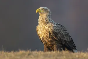 Old white-tailed eagle (Haliaeetus albicilla) secured