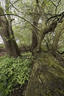 Old willows (Salix alba) in the quarry forest