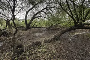 Old willows (Salix alba) in the quarry forest