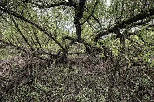 Old willows (Salix alba) in the quarry forest