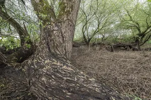 Old willows (Salix alba) in the quarry forest
