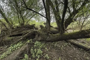 Old willows (Salix alba) in the quarry forest