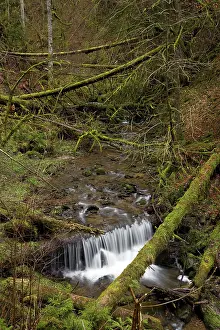 Old wood in the Lotenbachklamm gorge near the Wutachschlucht gorge
