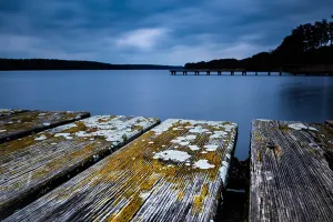Old wooden planks of a footbridge overgrown with moss at Rudower See