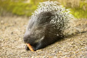 Old World porcupines (Hystrix cristata)