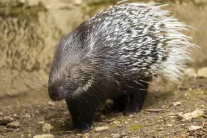 Old World porcupines (Hystrix cristata)
