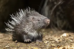 Old World porcupines (Hystrix cristata)