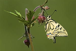 Old World Swallowtail or Common Yellow Swallowtail (Papilio machaon) perched on a flower