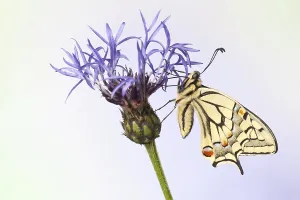 Old World Swallowtail (Papilio machaon) butterfly on a cornflower