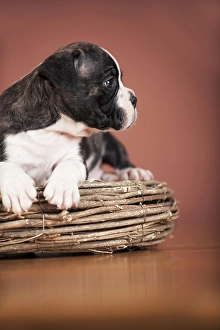 Olde English Bulldog, puppy lying down