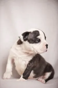 Olde English Bulldog, puppy sitting