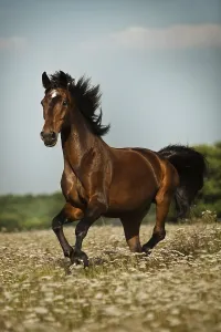 Oldenburg horse, Brown with markings