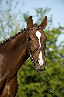 Oldenburg horse, portrait