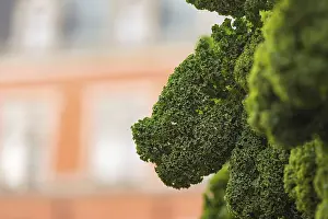 Oldenburg kale