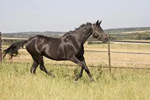 Oldenburg mare