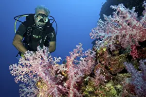 Older diver looking at soft coral (Dendronephthya)