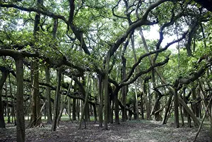 Oldest banyan tree in botanical garden