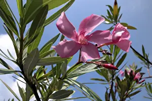 Oleander