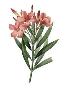 Oleander, Nerium oleander, rose laurel