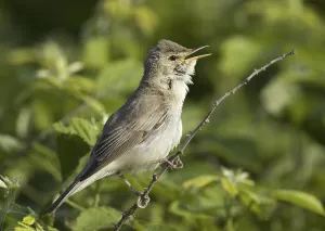Olivaceous Warbler, male, Greece (Hippolais pallida)