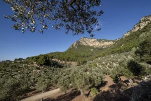 Olivar de Son Moragues, Valldemossa