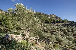 Olivar de Son Moragues, Valldemossa