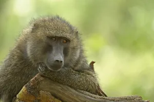 Olive Baboon or Anubis Baboon (Papio anubis)