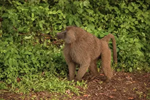 Olive baboon (Papio anubis) called Anubis baboon family Cercopithecidae Baboon in Tanzania