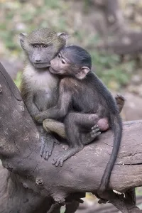 Olive baboon (Papio anubis), two juveniles sitting on tree trunk