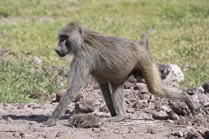 Olive baboon (Papio anubis), Lake Manyara National Park