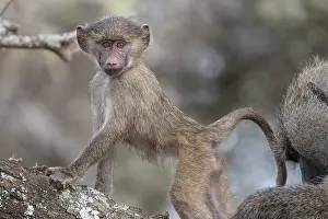 Olive baboon (Papio anubis), young animal receives grooming