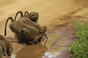 Olive baboons (Papio anubis), also called the Anubis baboon