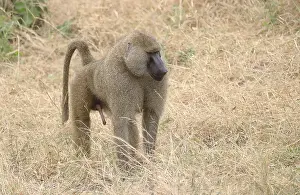 Olive Baboons (papio anubis) in Tarangire National Park
