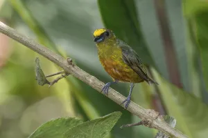 Olive-backed Euphonia (Euphonia gouldi) male