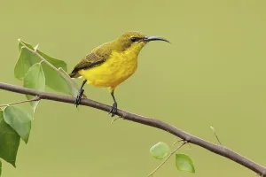 Olive-backed Sunbird (Cinnyris jugularis) female