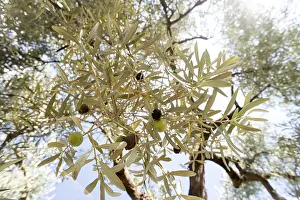 Olive branches on foreground. Olive plantation
