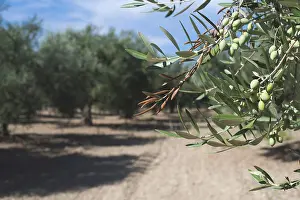 Olive branches on foreground. Olive plantation