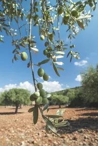 Olive branches on foreground. Olive plantation