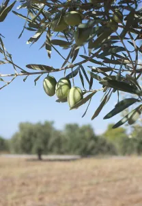 Olive branches on foreground. Olive plantation