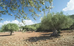 Olive branches on foreground. Olive plantation