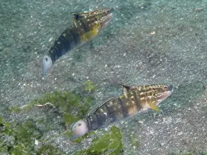 Two olive-green striped fish, dredge gobius (Amblygobius phalaena)
