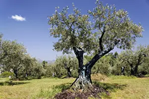 Olive grove