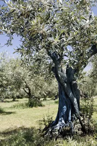 Olive grove