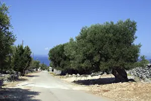 Olive grove