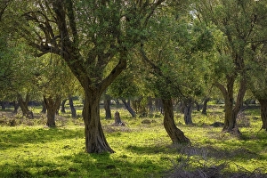 Olive grove, Borsh, Albanian Riviera