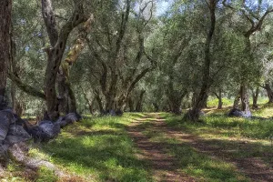 Olive grove on Corfu, Greece