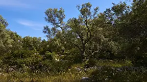 Olive grove, flower meadow, blue sky