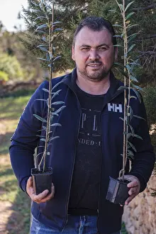 Olive grove of Marcos Ribas, Formentera