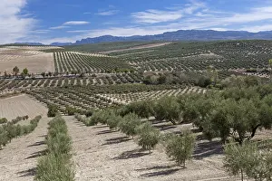 Olive grove in the outskirts of Santo Tome